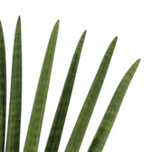 Nahaufnahme der zylindrischen Blätter von Dracaena angolensis 'Fan' mit dunkelgrünen Querbändern