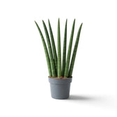 Dracaena angolensis 'Fan' im Kulturtopf mit aufrechten zylindrischen Blättern, die sich von der Basis nach außen auffächern