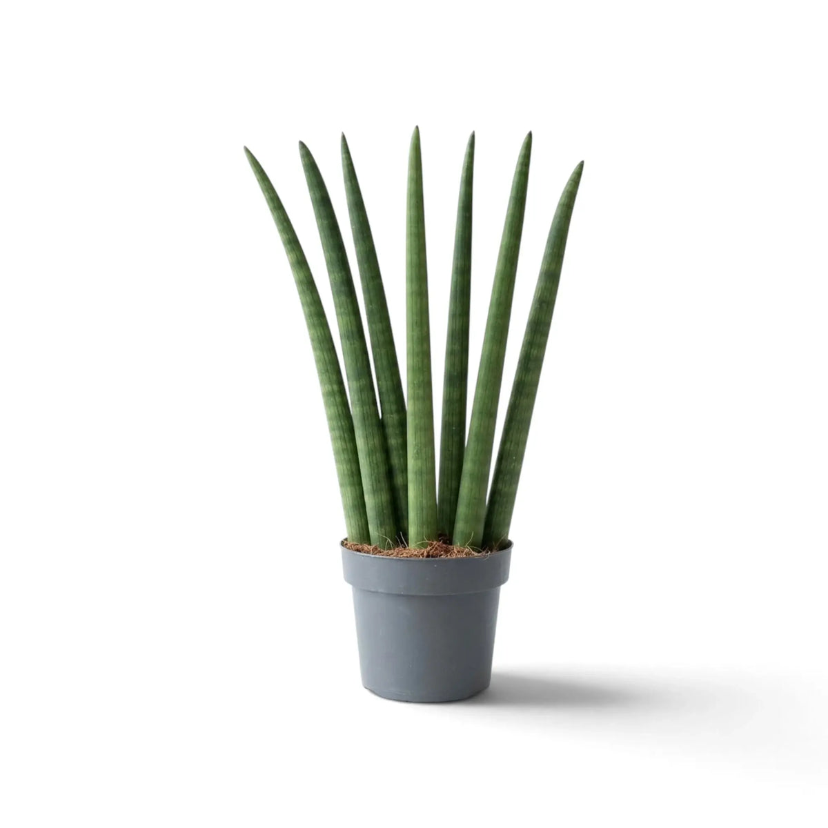 Dracaena angolensis 'Fan' im Kulturtopf mit aufrechten zylindrischen Blättern, die sich von der Basis nach außen auffächern