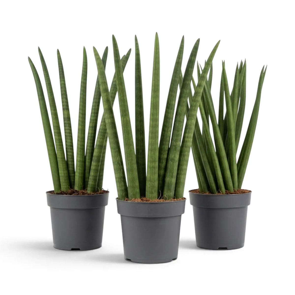 Dracaena angolensis 'Fan' mit grünen zylindrischen Blättern und dunkleren Querbändern