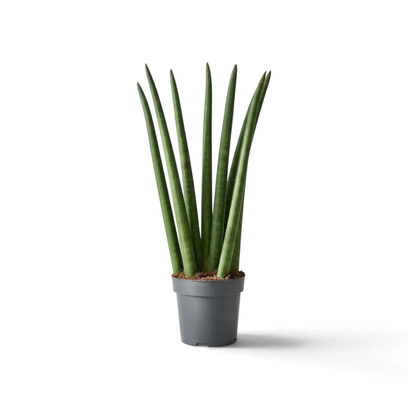 Dracaena angolensis 'Fan' with upright cylindrical leaves arranged in a fan shape