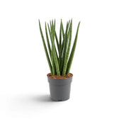 Dracaena angolensis 'Fan' im Topf mit langen grünen zylindrischen Blättern, die sich von der Basis nach außen auffächern