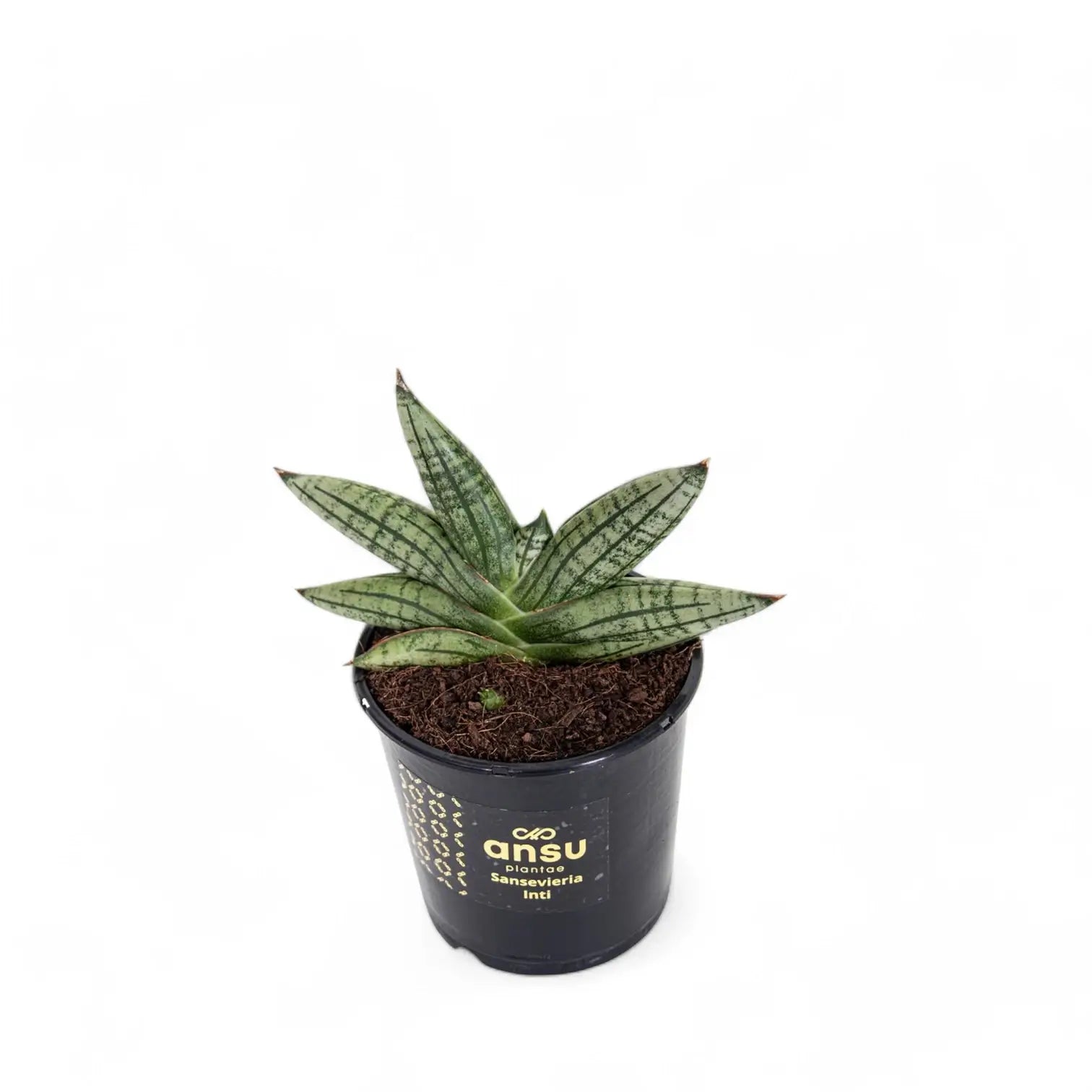 Dracaena angolensis (Sansevieria cylindrica) 'Inti' Zimmerpflanze im Anzuchttopf vor weißem Hintergrund, Produktfoto 2.