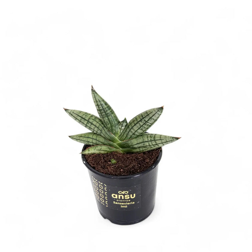 Dracaena angolensis (Sansevieria cylindrica) 'Inti' Zimmerpflanze im Anzuchttopf vor weißem Hintergrund, Produktfoto 2.