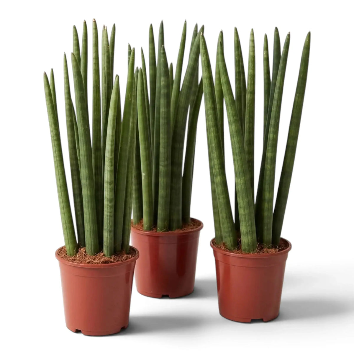 Drei Dracaena angolensis in Töpfen, deren lange, feste Blätter dicht aufrecht stehen