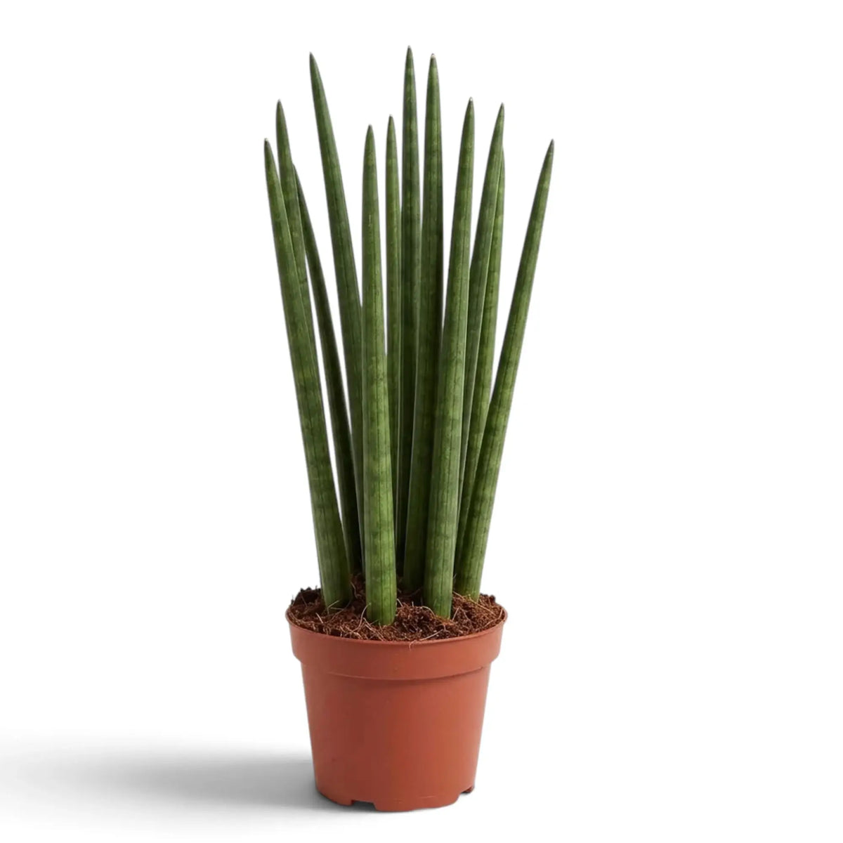 Dracaena angolensis im Topf mit aufrechten, graugrün gemusterten, zylindrischen Blättern, die spitz zulaufen
