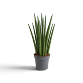 Mittelgroße Dracaena angolensis im grauen Topf mit langen, schmalen, aufrechten grünen Blättern