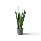 Mittelgroße Dracaena angolensis mit lockerem Fächer aus langen, zylindrischen Blättern