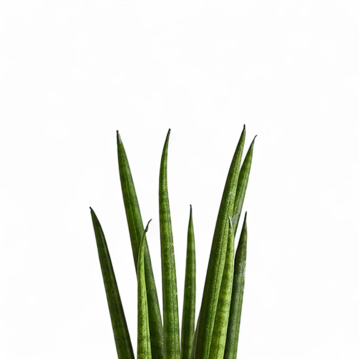 rocket snake plant care Dracaena angolensis 'Rocket' – Clustered Cylindrical Leaves