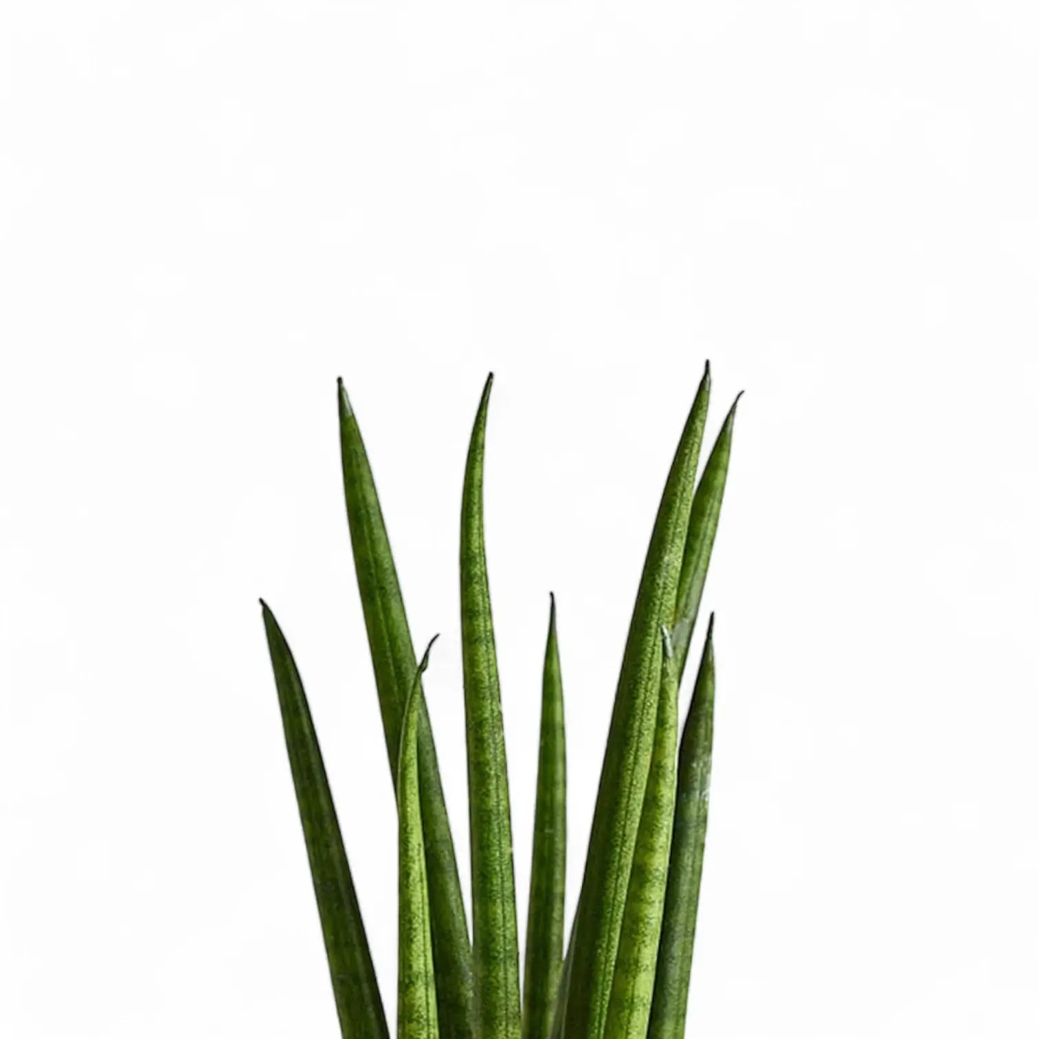 Dracaena angolensis (Sansevieria cylindrica) 'Rocket' – Blattdetail vor weißem Hintergrund..
