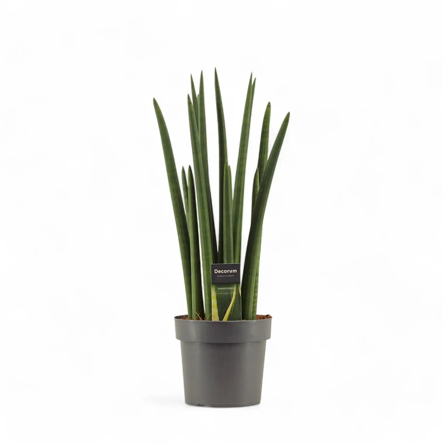 Dracaena angolensis (Sansevieria cylindrica) 'Rocket' Zimmerpflanze im Anzuchttopf vor weißem Hintergrund, Produktfoto 4.
