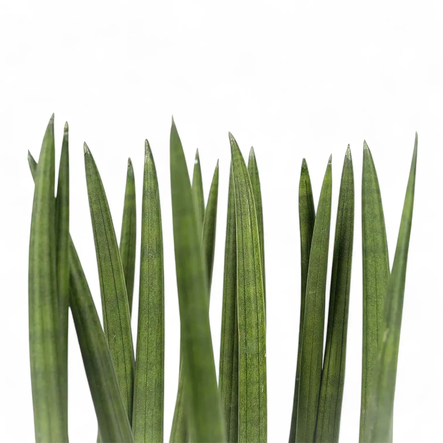Dracaena angolensis (Sansevieria cylindrica) 'Spaghetti' – Blattdetail vor weißem Hintergrund..