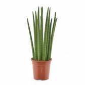 sansevieria cylindrica spaghetti Dracaena angolensis 'Spaghetti' – Fine Cylindrical Snake Plant