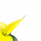 Dracaena angolensis (Sansevieria cylindrica) 'Star Canary' – Blattdetail vor weißem Hintergrund..