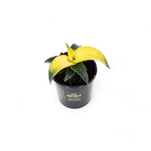 Dracaena angolensis (Sansevieria cylindrica) 'Star Canary' Zimmerpflanze im Anzuchttopf vor weißem Hintergrund, Produktfoto 2.