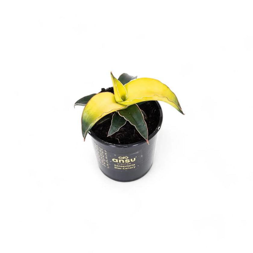 Dracaena angolensis (Sansevieria cylindrica) 'Star Canary' Zimmerpflanze im Anzuchttopf vor weißem Hintergrund, Produktfoto 2.