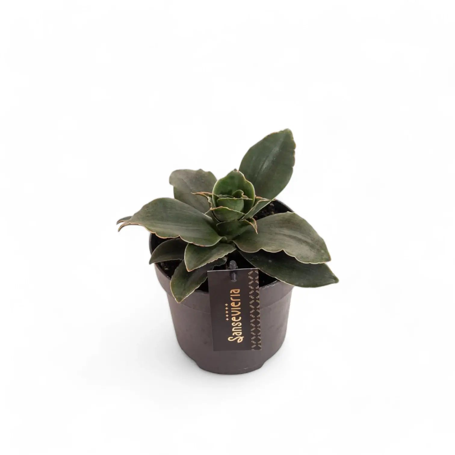 Dracaena angolensis (Sansevieria cylindrica) 'Star Rose' Zimmerpflanze im Anzuchttopf vor weißem Hintergrund, Produktfoto 2.