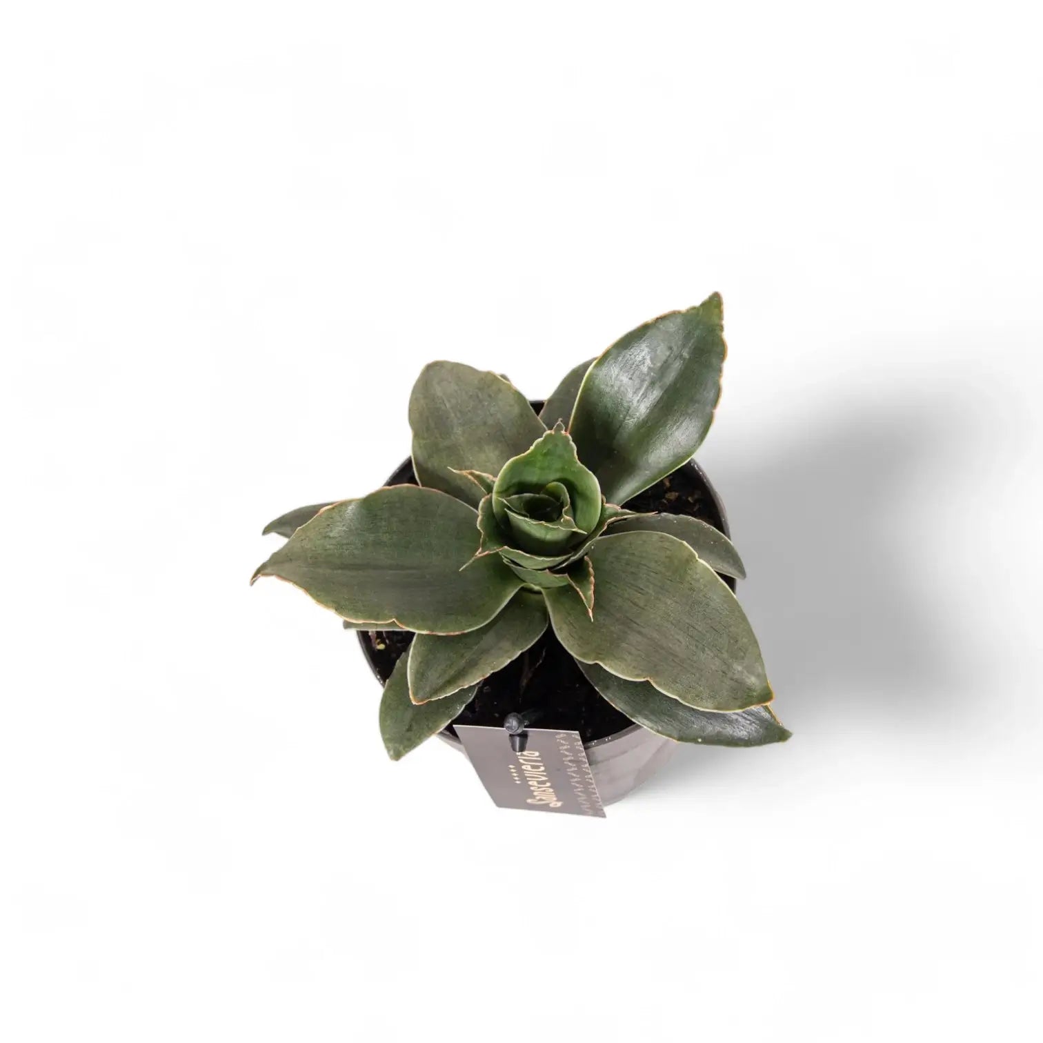 Dracaena angolensis (Sansevieria cylindrica) 'Star Rose' Zimmerpflanze im Anzuchttopf vor weißem Hintergrund, Produktfoto 3.