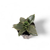 Dracaena angolensis (Sansevieria cylindrica) 'Star Rose' Zimmerpflanze im Anzuchttopf vor weißem Hintergrund, Produktfoto 3.