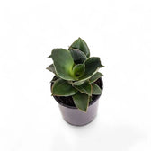 Dracaena angolensis (Sansevieria cylindrica) 'Star Rose' Zimmerpflanze im Anzuchttopf vor weißem Hintergrund, Produktfoto 4.