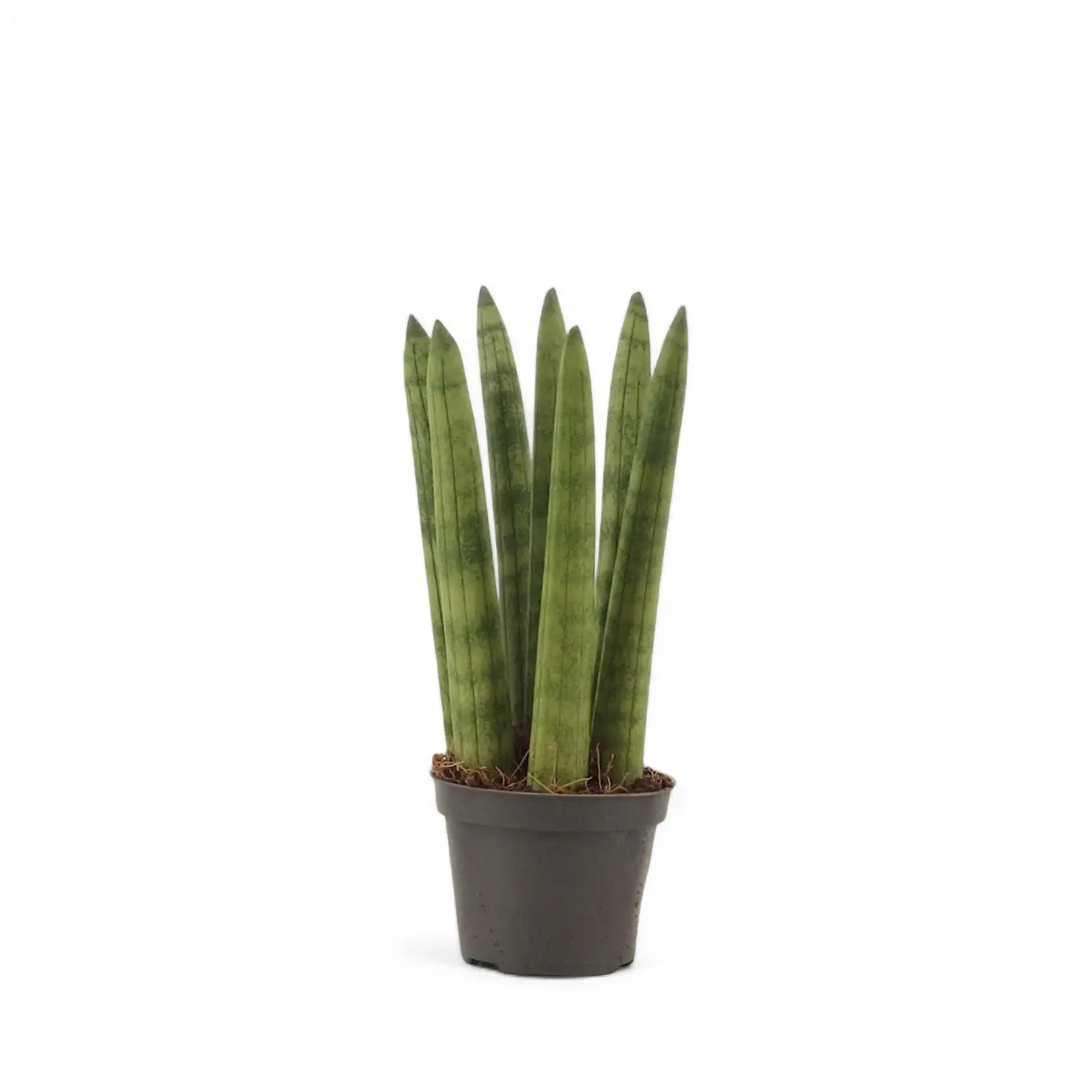 Dracaena angolensis (Sansevieria cylindrica) 'Straight' – Topfpflanze im Kulturtopf vor weißem Hintergrund, Produktfoto 2.