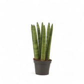Dracaena angolensis (Sansevieria cylindrica) 'Straight' potted plant in nursery pot on white background.