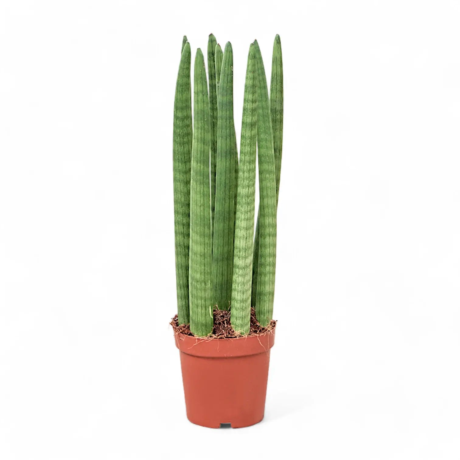 Dracaena angolensis (Sansevieria cylindrica) 'Straight' – Topfpflanze im Kulturtopf vor weißem Hintergrund, Produktfoto 3.
