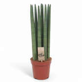 Dracaena angolensis (Sansevieria cylindrica) 'Straight' potted plant in nursery pot on white background.
