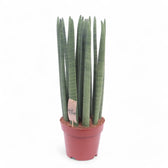 dracaena angolensis Dracaena angolensis Straight