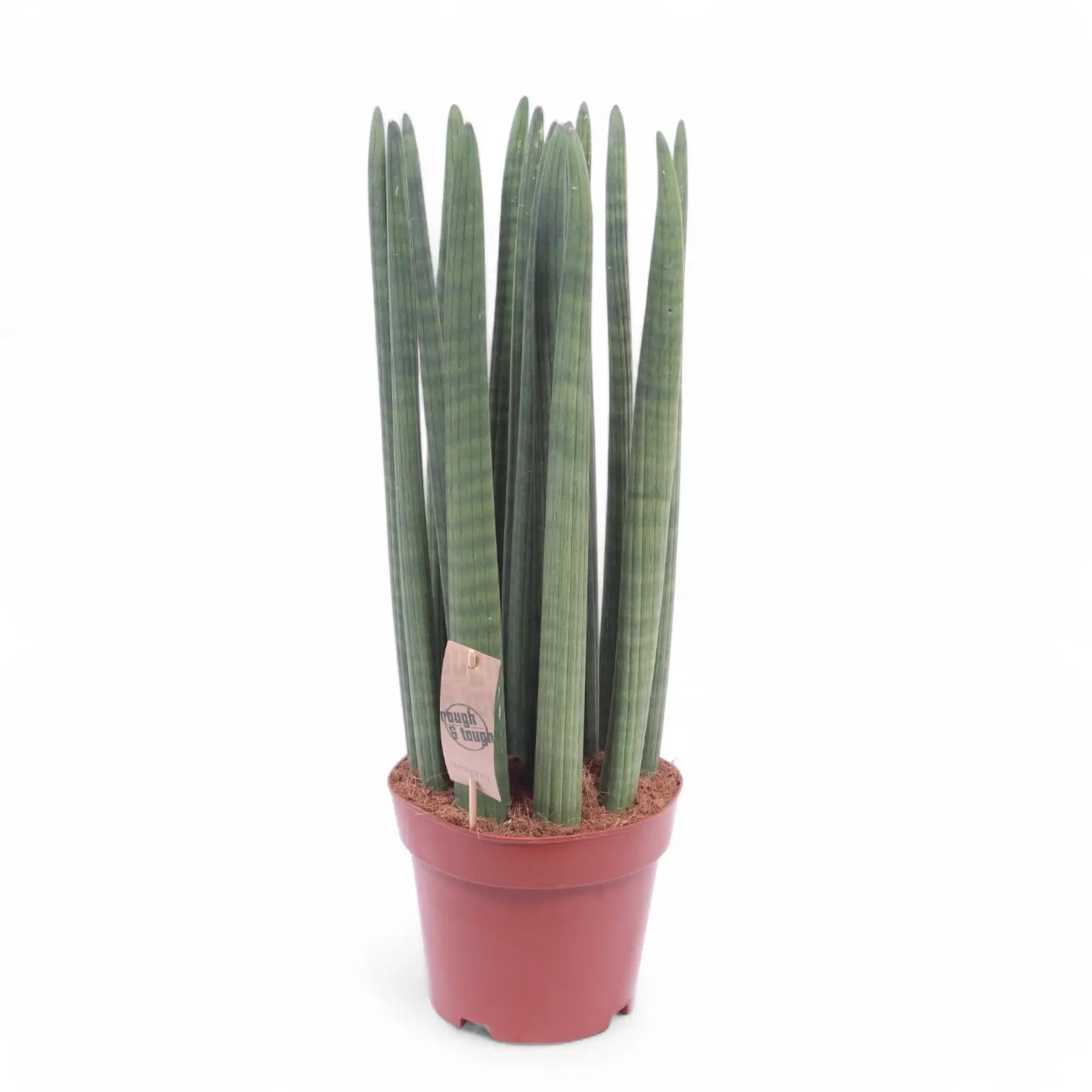 Dracaena angolensis (Sansevieria cylindrica) 'Straight' potted plant in nursery pot on white background.