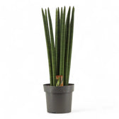 Dracaena angolensis (Sansevieria cylindrica) 'Straight' potted plant in nursery pot on white background.