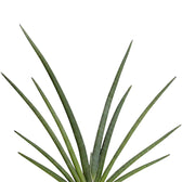 Dracaena angolensis (Sansevieria cylindrica) 'Tiara Grund Gazzelle' – Blattdetail vor weißem Hintergrund..