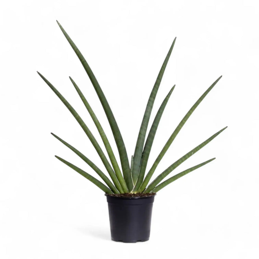 Dracaena angolensis (Sansevieria cylindrica) 'Tiara Grund Gazzelle' Zimmerpflanze im Anzuchttopf vor weißem Hintergrund, Produktfoto 2.