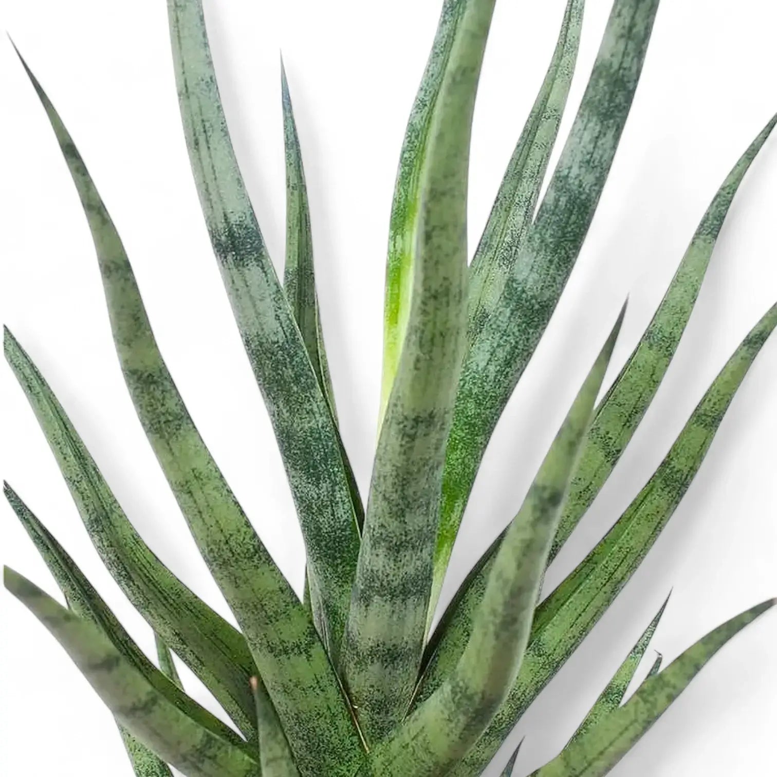 Dracaena angolensis (Sansevieria cylindrica) 'Torch' – Blattdetail vor weißem Hintergrund..