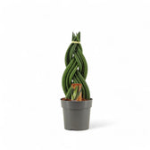 Dracaena angolensis (Sansevieria cylindrica) 'Twister' potted plant in nursery pot on white background.