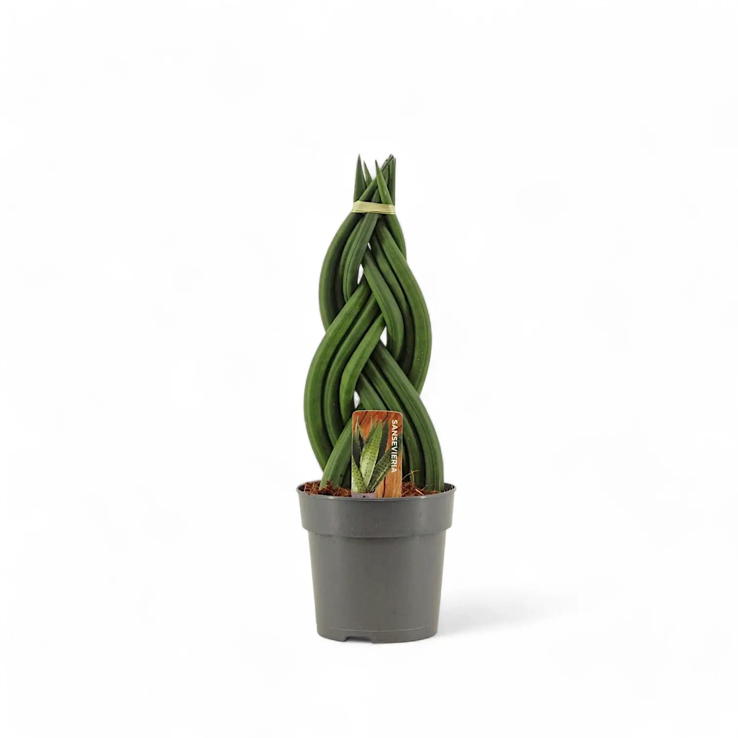 Dracaena angolensis (Sansevieria cylindrica) 'Twister' potted plant in nursery pot on white background.