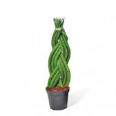 Dracaena angolensis (Sansevieria cylindrica) 'Twister' potted plant in nursery pot on white background.