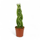 Dracaena angolensis (Sansevieria cylindrica) 'Twister' potted plant in nursery pot on white background.