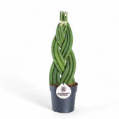 Dracaena angolensis (Sansevieria cylindrica) 'Twister' potted plant in nursery pot on white background.