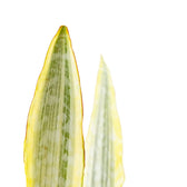 Dracaena (Sansevieria) aubrytiana 'Lauren' – Blattdetail vor weißem Hintergrund..