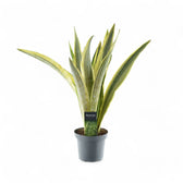 Dracaena (Sansevieria) aubrytiana 'Lauren' Zimmerpflanze im Anzuchttopf vor weißem Hintergrund, Produktfoto 2.