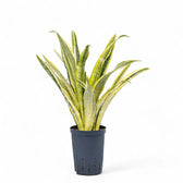 Dracaena (Sansevieria) aubrytiana 'Lauren' Zimmerpflanze im Anzuchttopf vor weißem Hintergrund, Produktfoto 4.