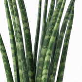 Dracaena (Sansevieria) bacularis 'Fernwood Mikado' potted plant in nursery pot on white background.