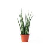 Dracaena (Sansevieria) bacularis 'Fernwood Mikado' potted plant in nursery pot on white background.