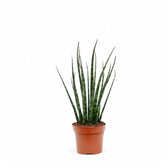Dracaena (Sansevieria) bacularis 'Fernwood Mikado' potted plant in nursery pot on white background.
