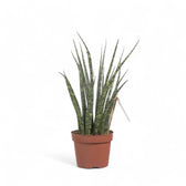 Dracaena (Sansevieria) bacularis 'Fernwood Mikado' potted plant in nursery pot on white background.