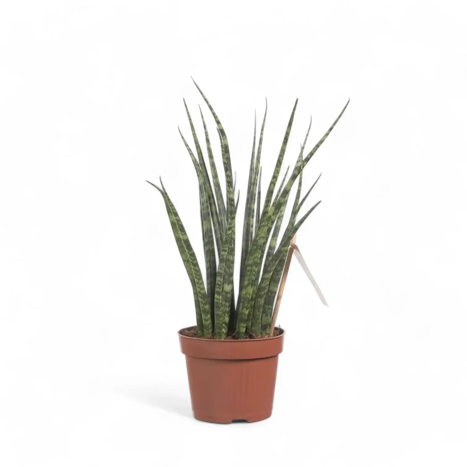 Dracaena (Sansevieria) bacularis 'Fernwood Mikado' potted plant in nursery pot on white background.