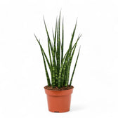 Dracaena (Sansevieria) bacularis 'Fernwood Mikado' potted plant in nursery pot on white background.