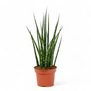 Dracaena (Sansevieria) bacularis 'Fernwood Mikado' – Topfpflanze im Kulturtopf vor weißem Hintergrund, Produktfoto 5.