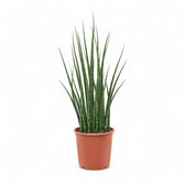 Dracaena (Sansevieria) bacularis 'Fernwood Mikado' potted plant in nursery pot on white background.